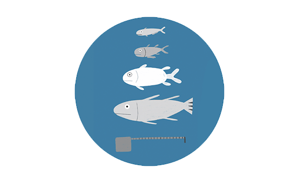 Não consumir peixe que não é adulto